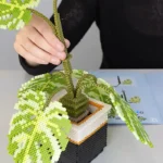 Perler 3D Monstera Plant Fused Bead Activity Kit - Image 7